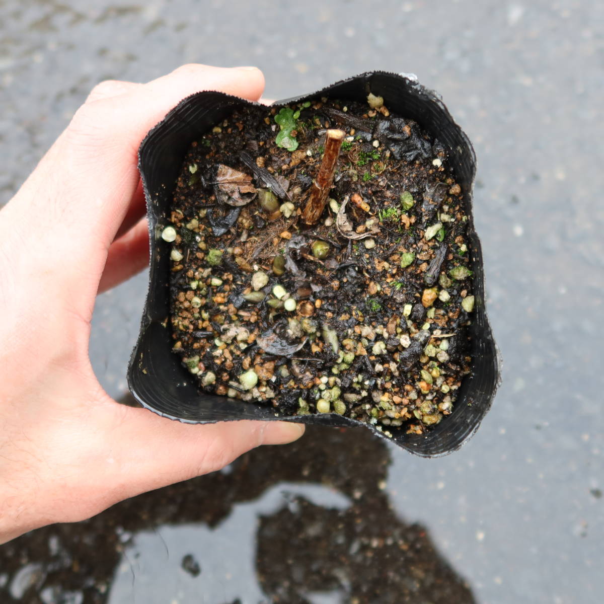 ∮ 花茎と花色のコントラストが魅力 バプティシア ペンデュラ 白花 洋種 センダイハギ 千代萩 耐寒 宿根草 草花 地植え ガーデニング　　_サンプル苗　現在冬芽の状態です