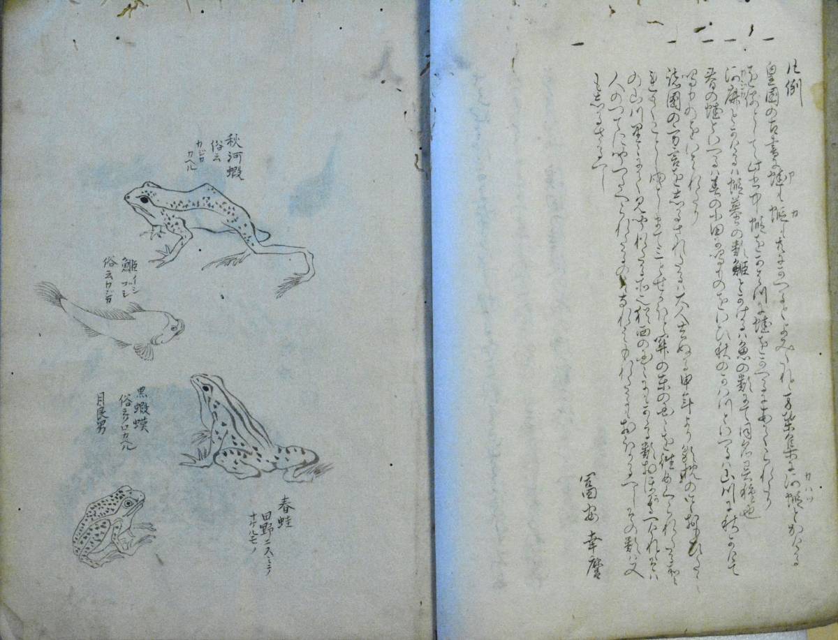 河蛙考 文政九年 写本 - 和書 河蛙考 文政九年 写本 - 和書