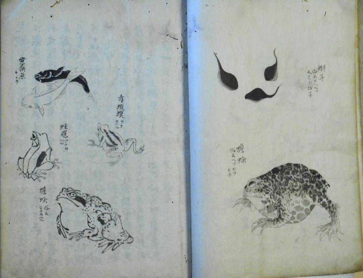 河蛙考 文政九年 写本 - 和書 河蛙考 文政九年 写本 - 和書