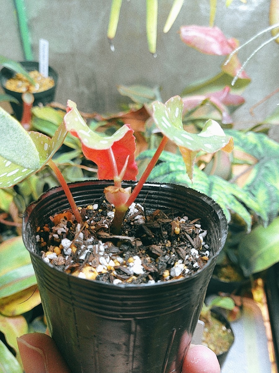 Begonia maculata　ベゴニア　マクラータ　木立性　観葉植物　熱帯植物_画像5