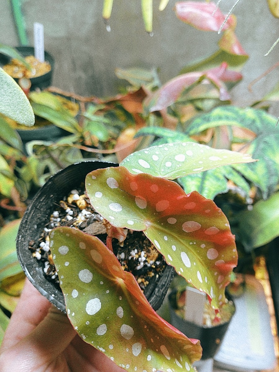 Begonia maculata　ベゴニア　マクラータ　木立性　観葉植物　熱帯植物_画像8