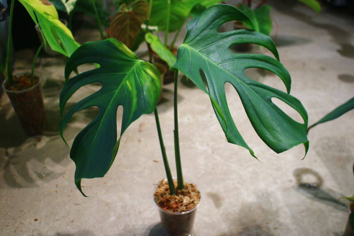 No.032/-TGK-/モンステラ デリシオーサ Ⅳ’ /国内実生増殖株/Monstera deliciosa var, 'Ⅳ' from Japan_画像9