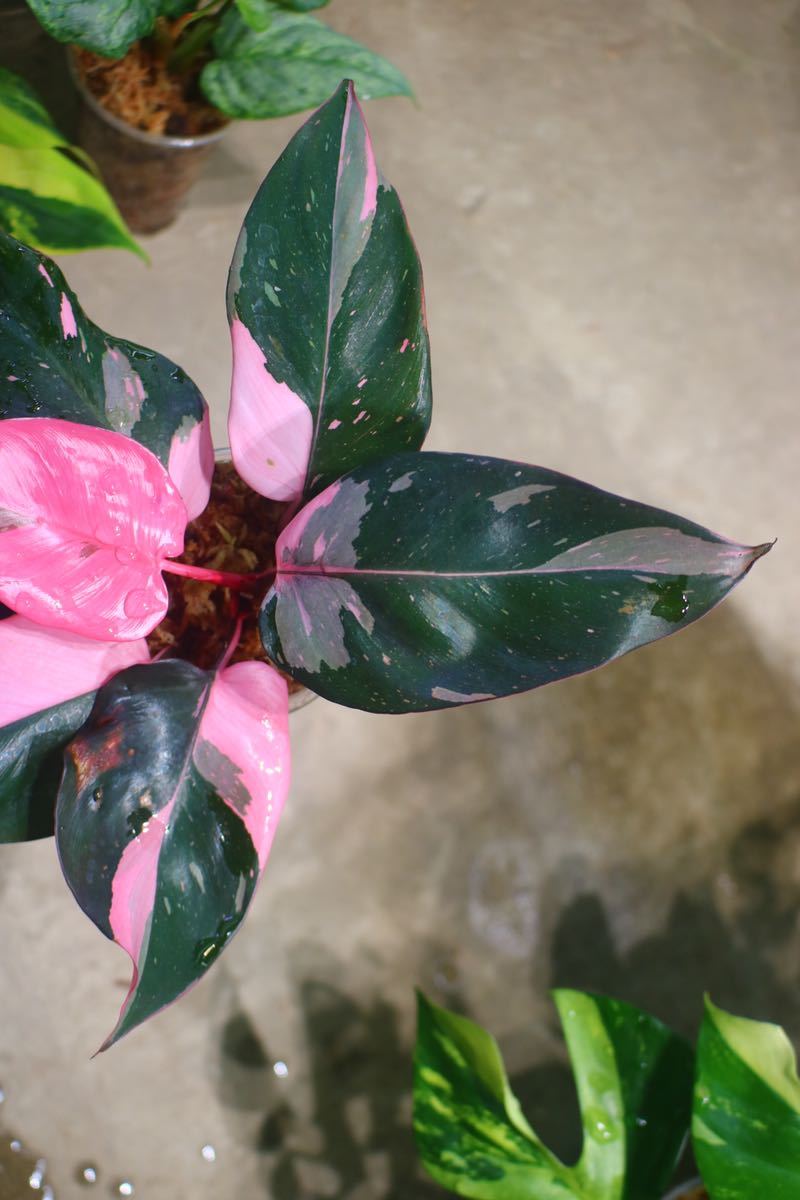 No.04/-TGK-r50404-/Philodendron Pink princess ’Marble king‘/フィロデンドロン ピンクプリンセンス ’マーブルキング‘_画像3