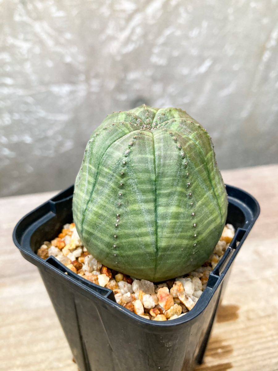 Euphorbia obesa F10【美株】ユーフォルビア オベサ_画像5