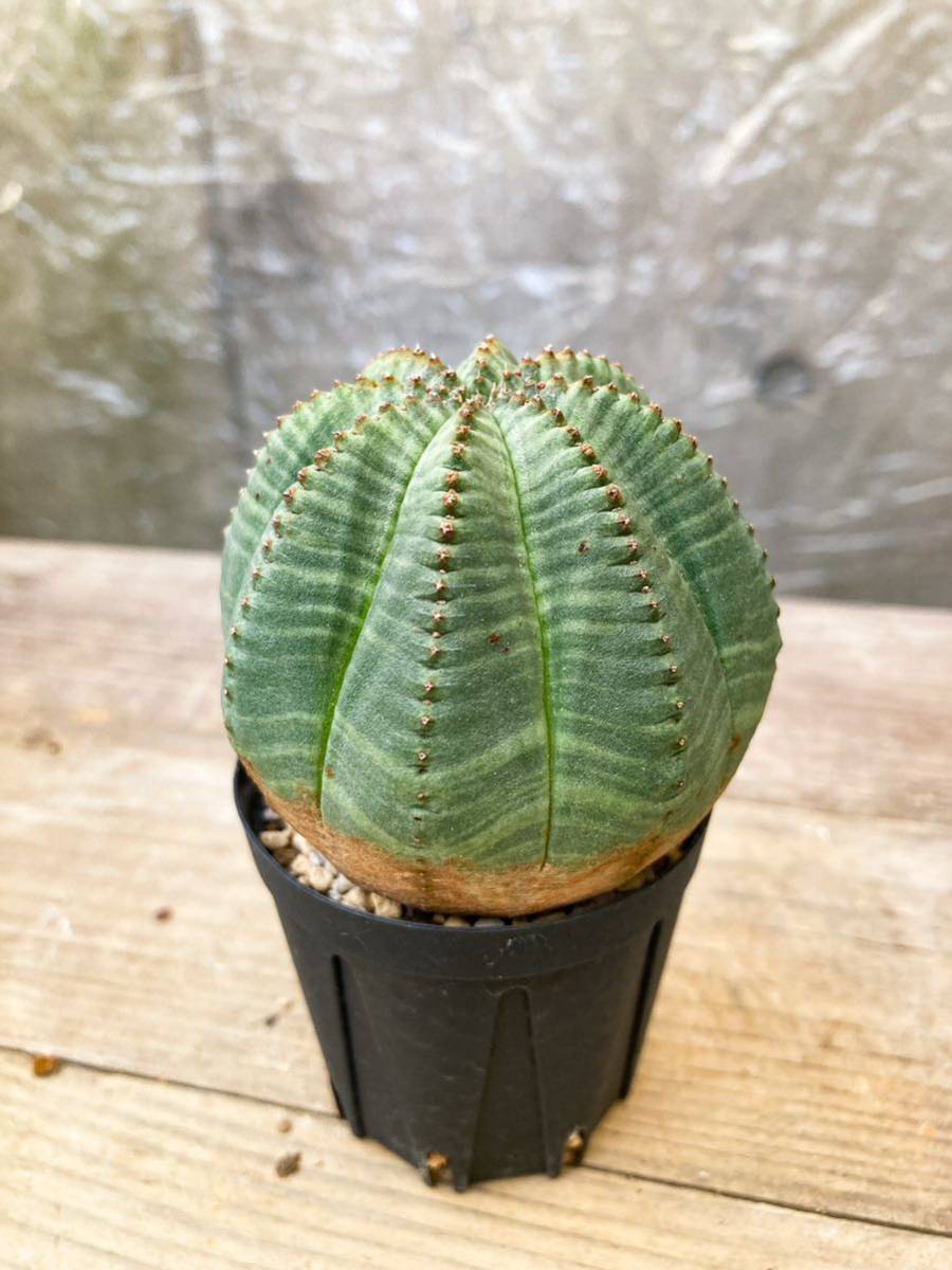 Euphorbia obesa F12【美株】ユーフォルビア オベサ_画像7