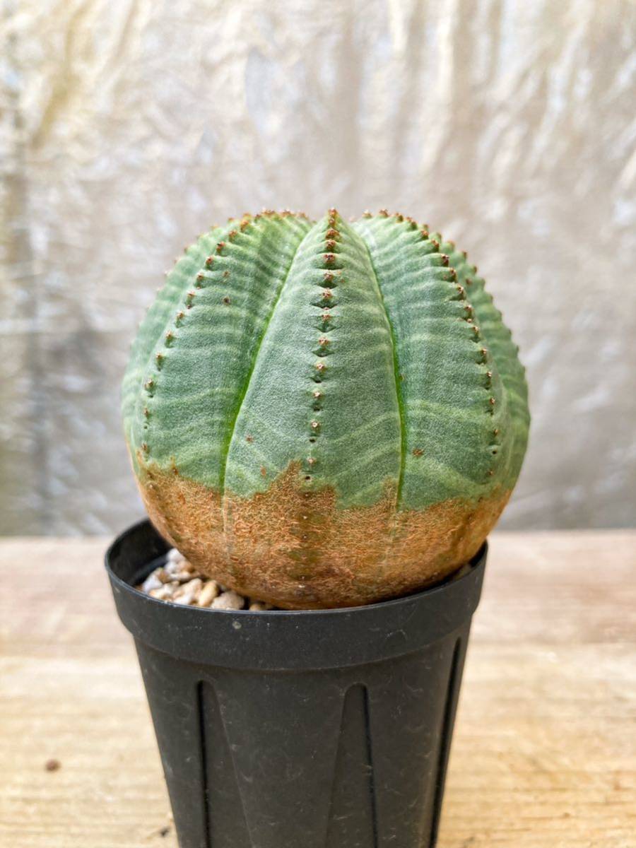 Euphorbia obesa F12【美株】ユーフォルビア オベサ_画像4