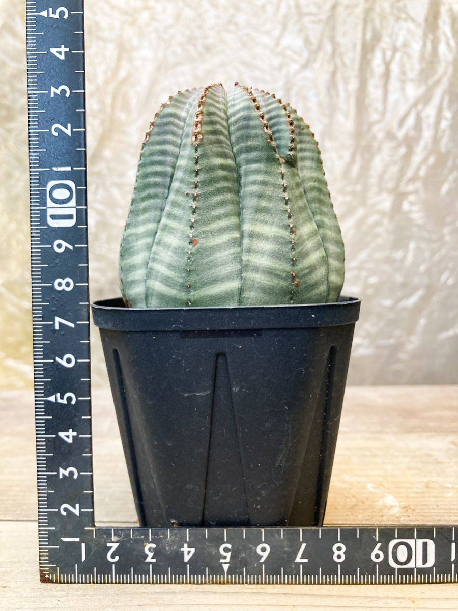 Euphorbia obesa F22【美株】ユーフォルビア オベサ_画像8
