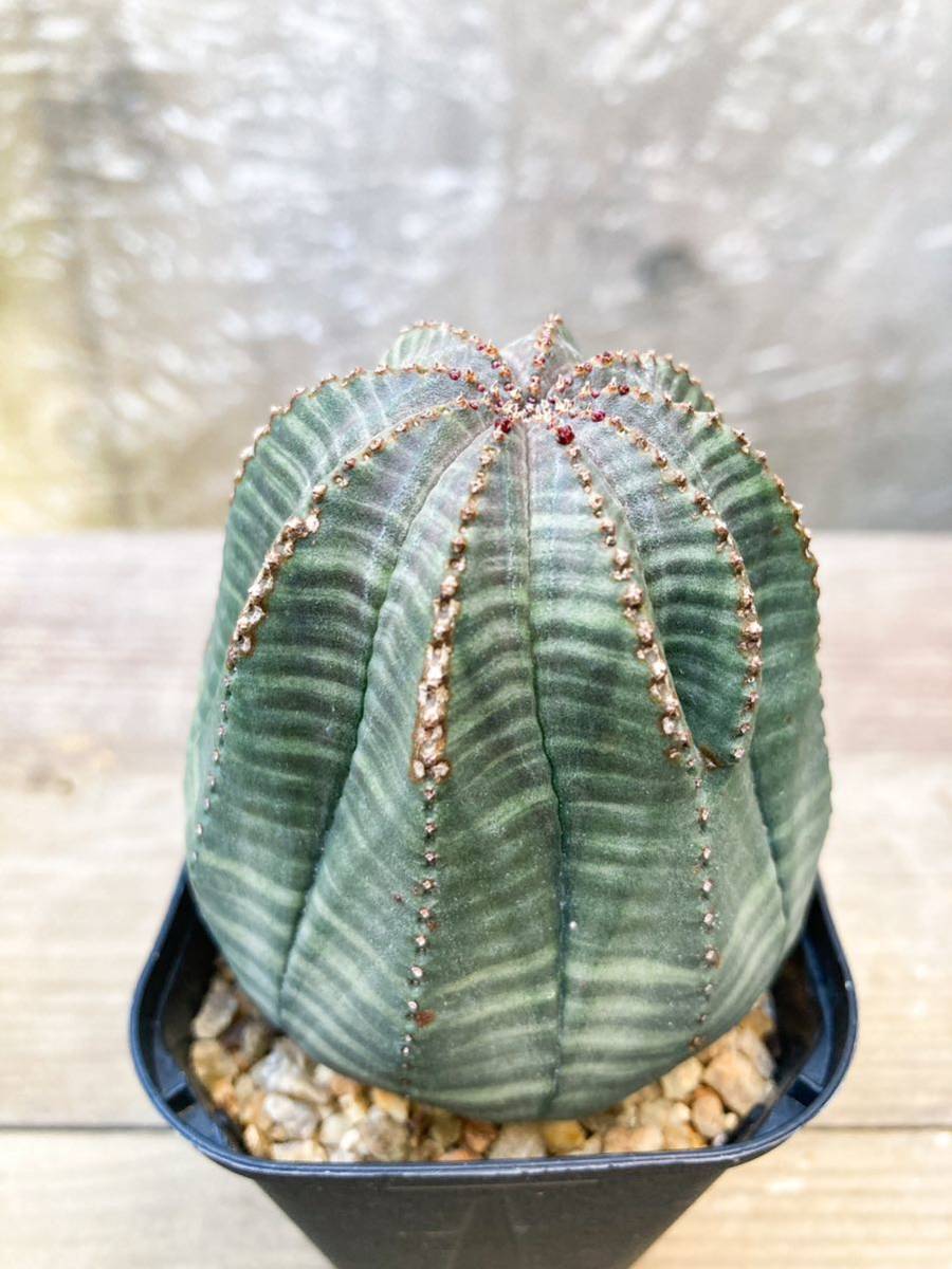 Euphorbia obesa F22【美株】ユーフォルビア オベサ_画像6