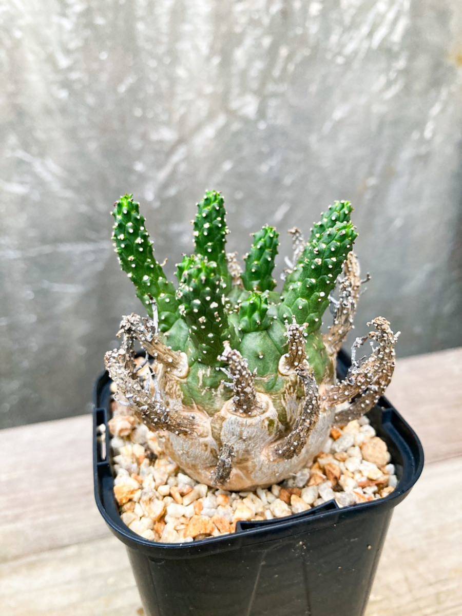 Euphorbia gamkensis F28【良型】 ユーフォルビア ガムケンシス_画像6