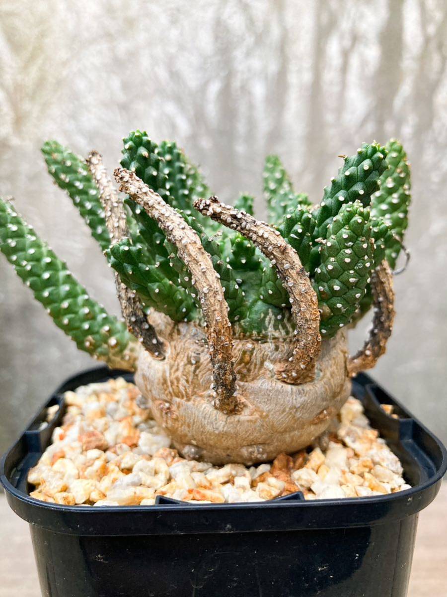 Euphorbia gamkensis F29【良型】 ユーフォルビア ガムケンシス_画像8