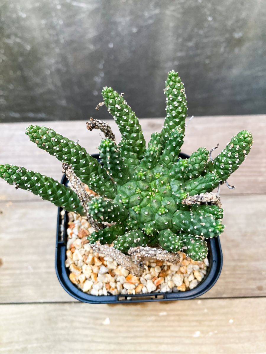 Euphorbia gamkensis F29【良型】 ユーフォルビア ガムケンシス_画像6