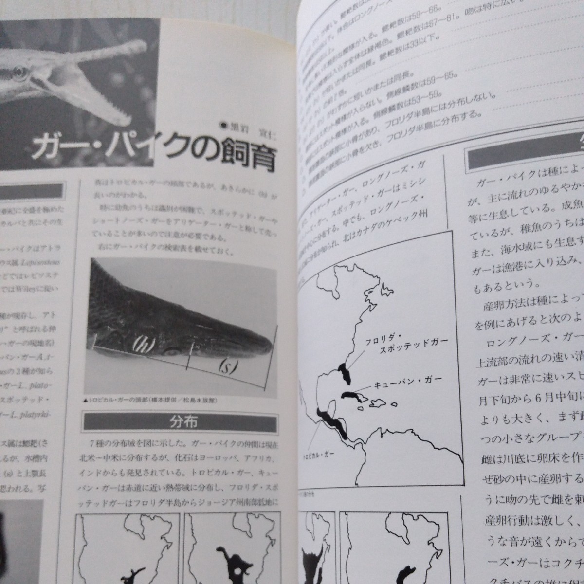 古代魚を飼う 熱帯魚飼育図鑑1 内山りゅう 小寺春人 マリン企画 1992年 古書 