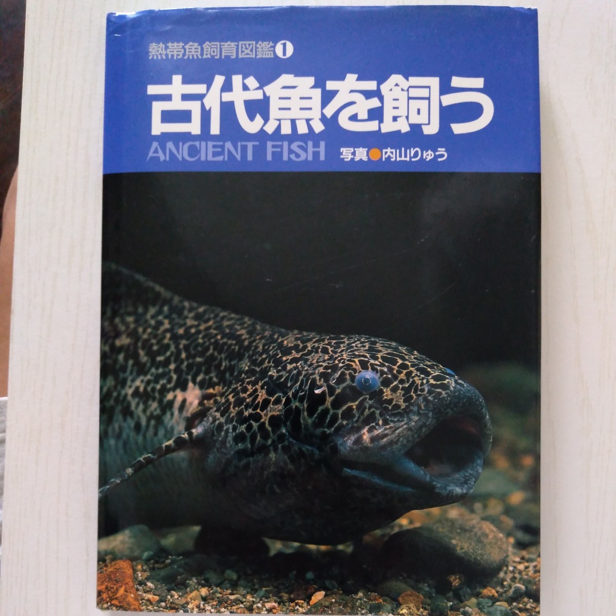 古代魚を飼う 熱帯魚飼育図鑑1 内山りゅう 小寺春人 マリン企画 1992年 古書 
