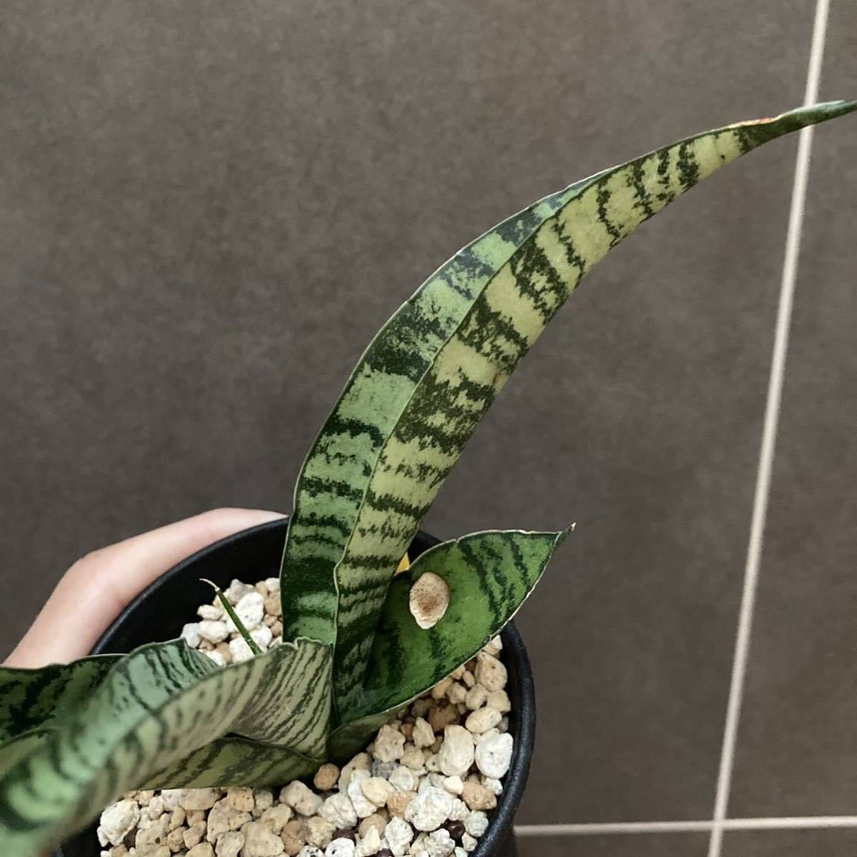 【ハイブリッド】サンセベリア Spyder サンスベリア sansevieria_画像6