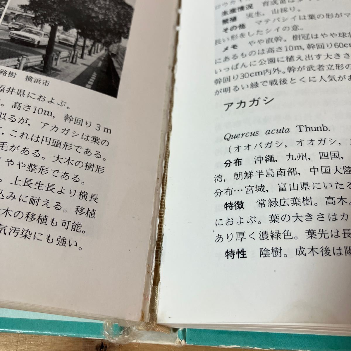 ニヲ■0116[庭木と緑化樹 1 針葉樹・常緑高木 2 落葉高木・低木 2冊セット] 飯島亮 昭和49年の画像6