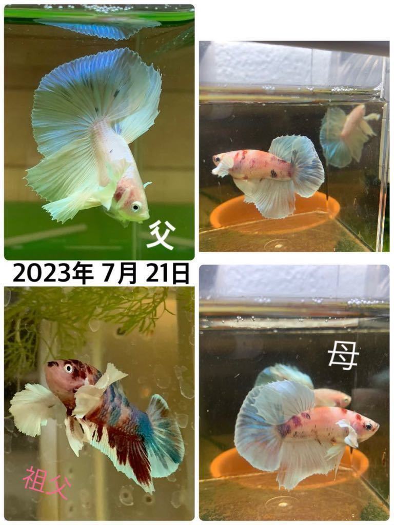 ベタ♀3匹混泳セット左①ダンボ _画像8