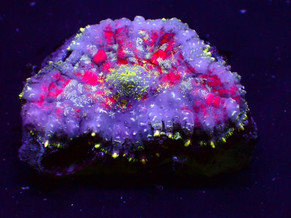 -M2OD- ｛サンゴ｝＊超美＊Bullseye Rhodactis Mushroom :ディスクコーラル:パープル：レッド：イエロー　[アクアリウム] [海水]　_画像2