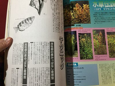 ｓ◆　1997年2月号　熱帯魚情報　アクアクラブ　VOL.8　熱帯魚の産卵パターンを探る　成美堂出版　書籍　雑誌　/ LS17_画像7