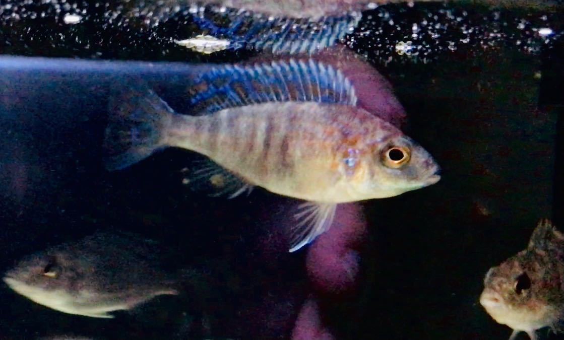 アフリカンシクリッド　アウロノカラ spec MC/OB　幼魚3-4cm前後4匹セット　_画像3