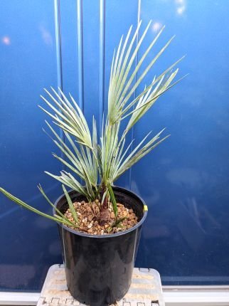 1/23撮影 現品！チャメロップス 7号◇チャメロプス フミリス セリフェラ◇Chamaerops humilis cerifera（品番YEA）【送料M】_現品撮影