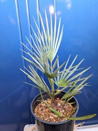 1/23撮影 現品！チャメロップス 7号◇チャメロプス フミリス セリフェラ◇Chamaerops humilis cerifera（品番YEA）【送料M】_画像2