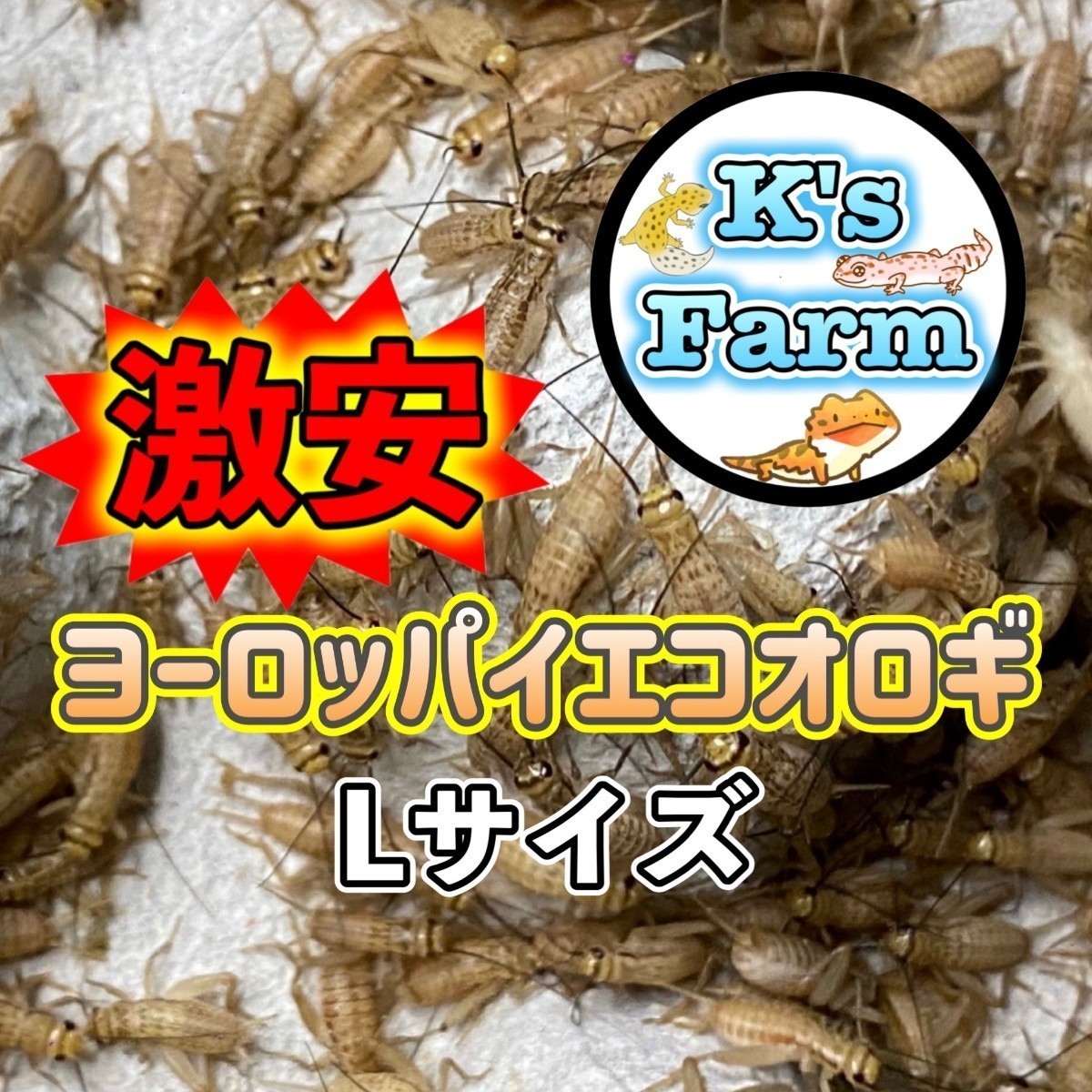 (寒冷地仕様発泡スチロール容器)300匹+20%+(死着保証10%)　　　　Lサイズ(1.5cm～成虫)　激安ヨーロッパイエコオロギ_画像1