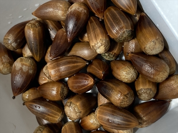 ■京都産 スダジイの実 10個 発芽栽培用 シイの実 食用可 すだじい 食べられるどんぐり_画像3