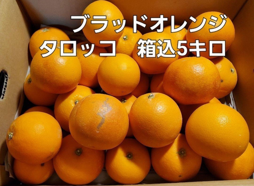 希少　熊本県産　ブラッドオレンジタロッコ　箱込5キロ_画像1