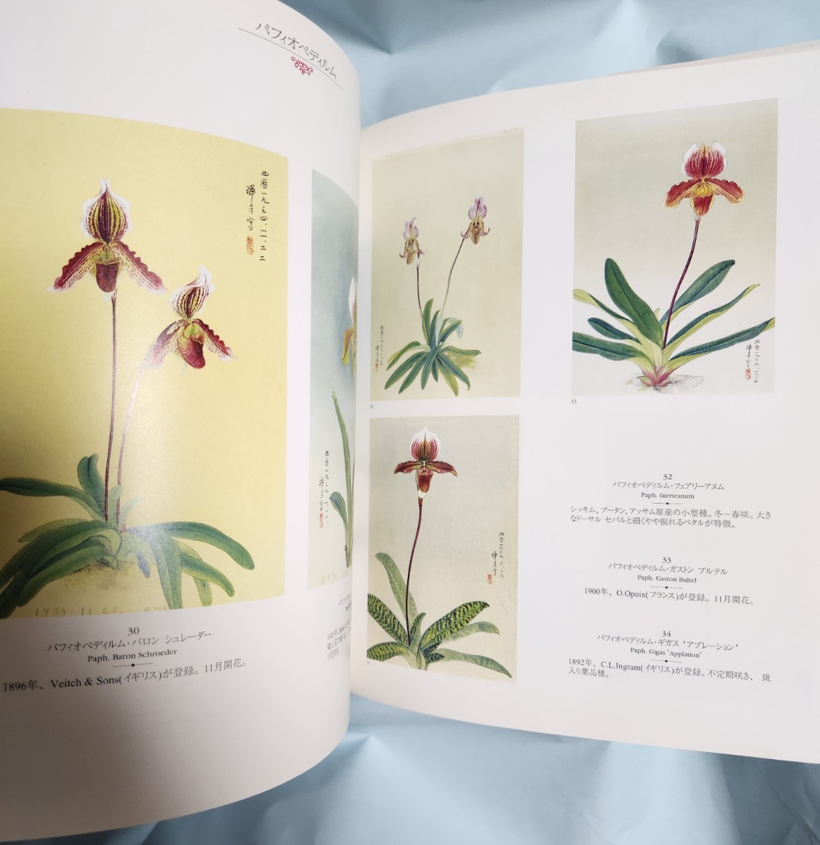 「蘭花譜」　洋らん原種　ボタニカルアート　植物画_画像5