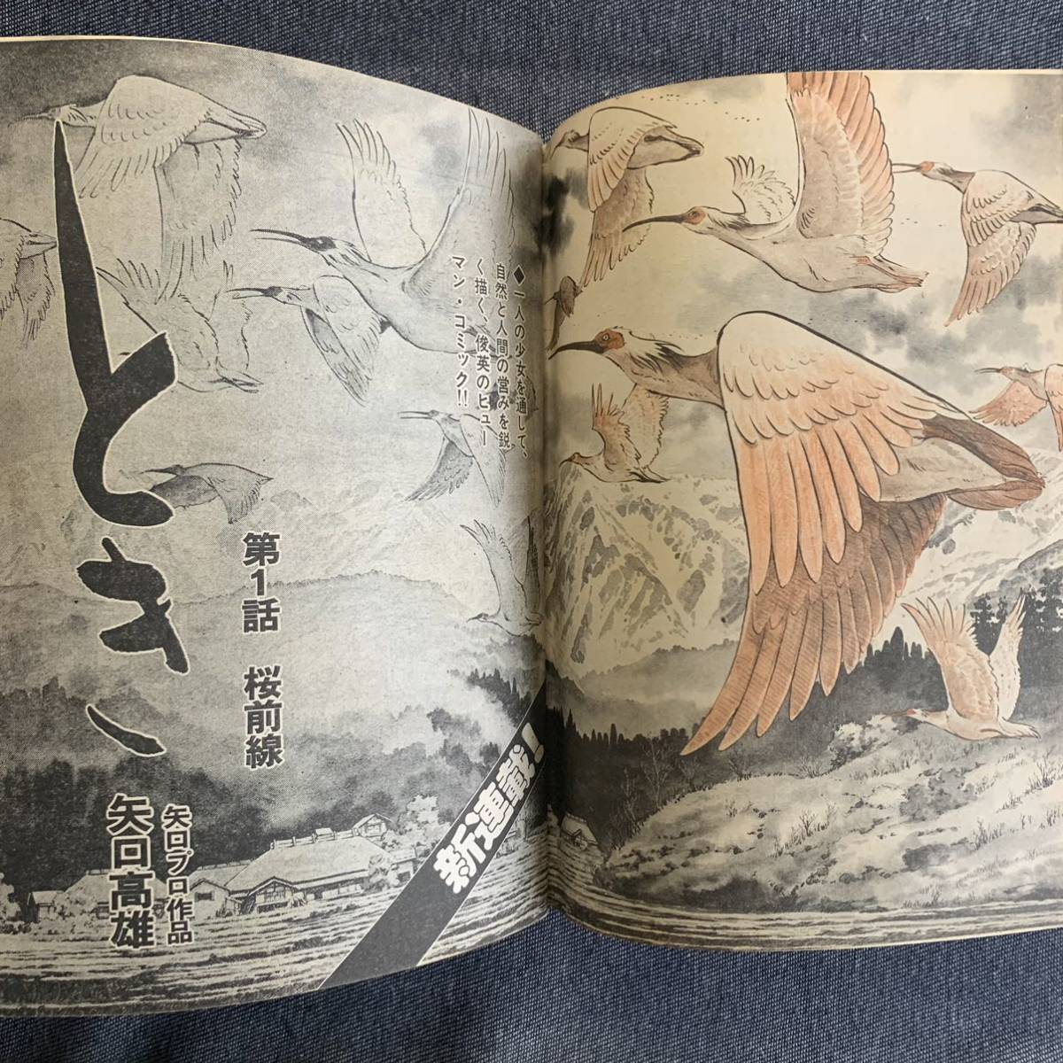 ビッグコミック 1976/5/10昭和51年 新連載とき矢口高雄 読切寒雷 ビッグコミック 1976/5/10昭和51年 新連載とき矢口高雄 読切寒雷