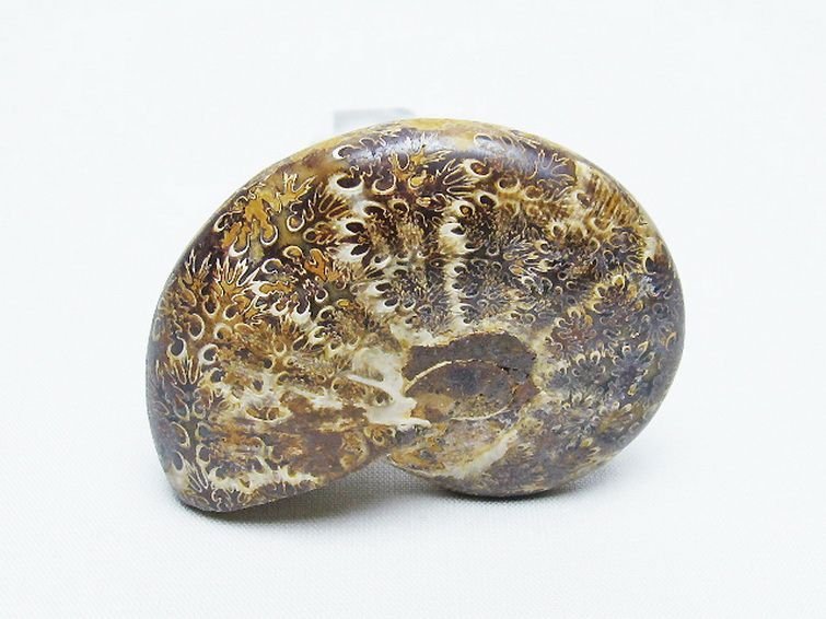 誠安◆天然石最高級品アンモナイト化石[T723-1541]_画像2