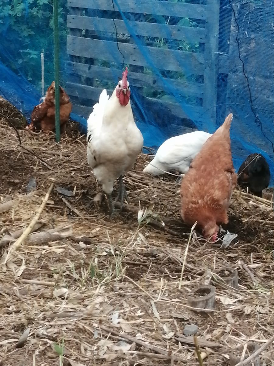孵化用鶏有精卵40個