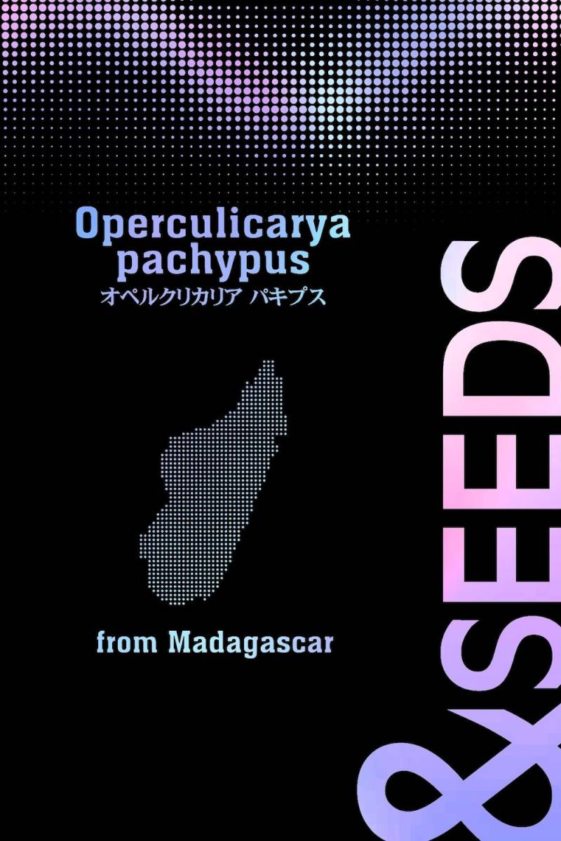 【種子：20粒】オペルクリカリア・パキプス Operculicarya pachypusの画像3