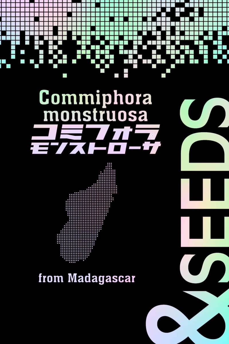【種子20粒】コミフォラ・モンストローサ Commiphora monstruosa マダガスカル産 塊根植物コーデックス RUU PLANTS (20)_画像2