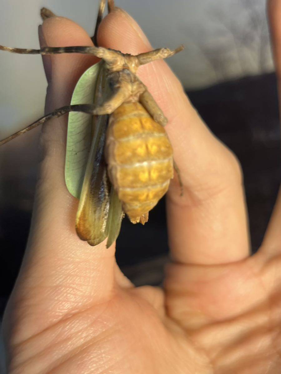 テキサスユニコーンマンティス♀全長7cm程 カマキリタランチュラムカデセンチピードサソリスコーピオンプレデタービートルリオック奇蟲蜘蛛_画像4