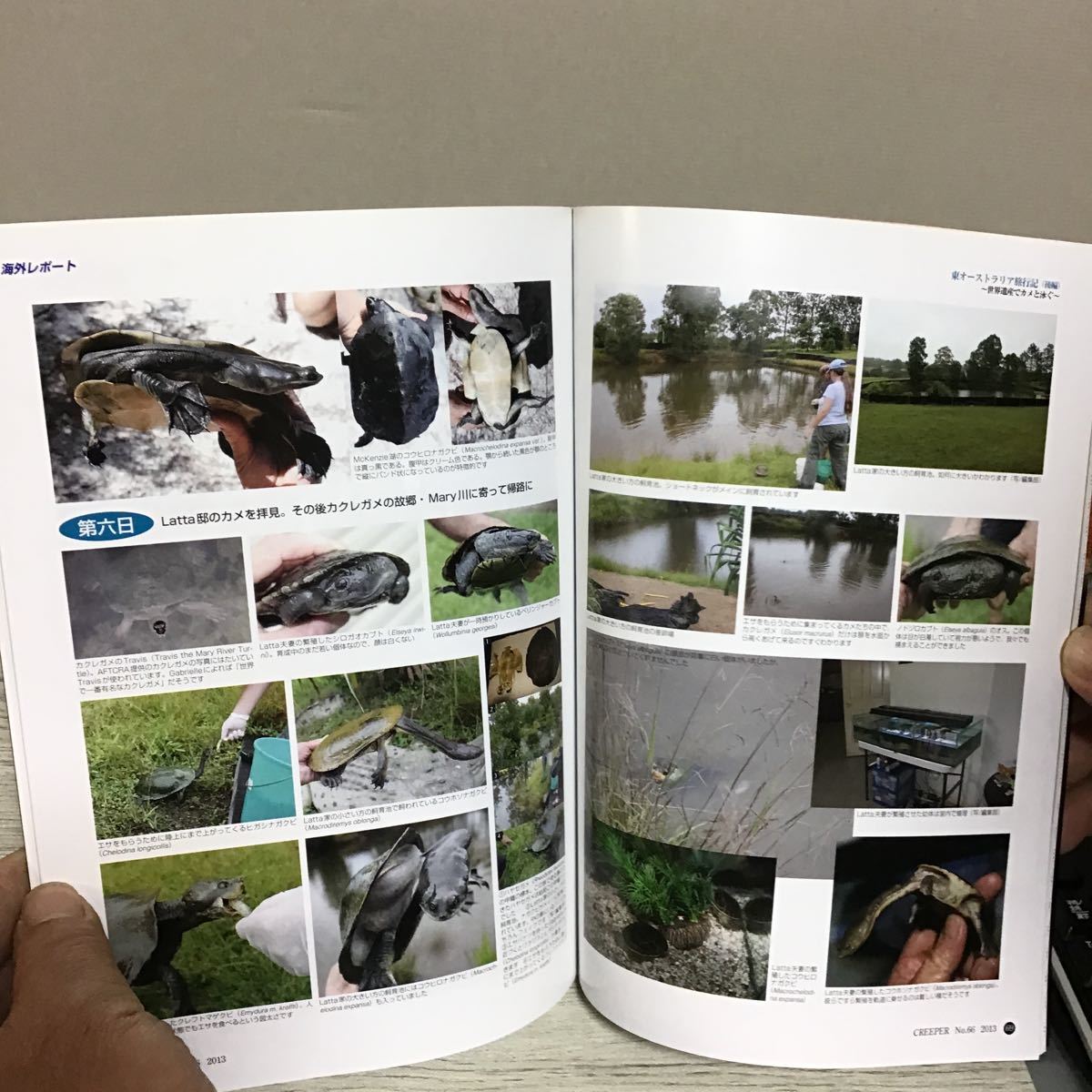 クリーパー 爬虫類 両生類 情報誌 2013 NO 66 ナ① 特集 インド クリーパー 爬虫類 両生類 情報誌 2013 NO 66 ナ① 特集 インド
