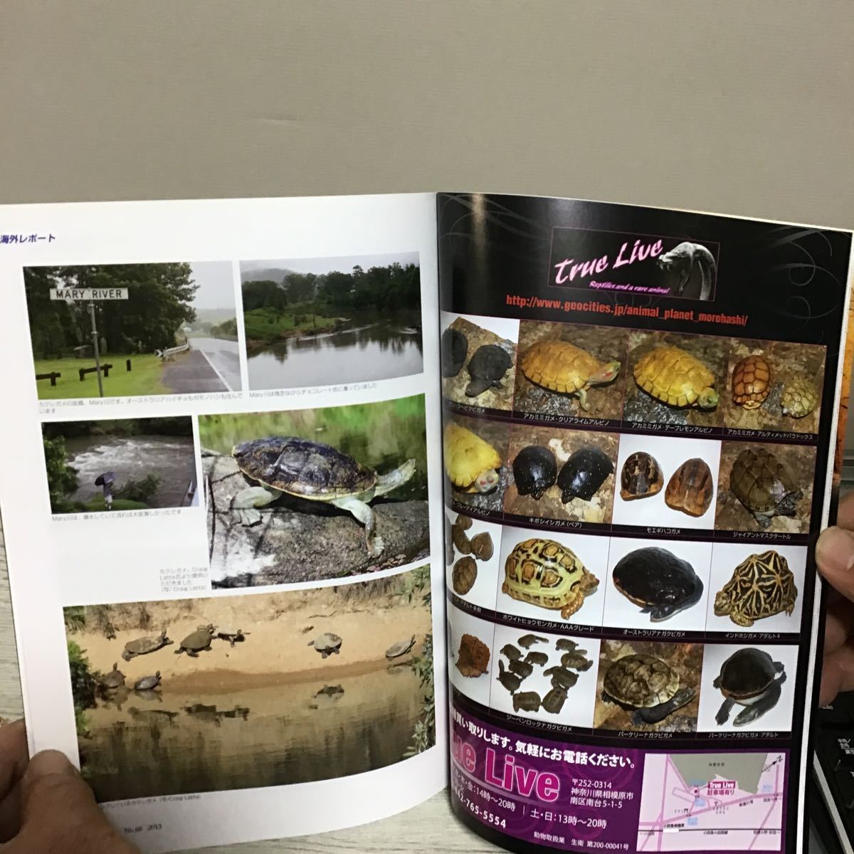 クリーパー 爬虫類 両生類 情報誌 2013 NO 66 ナ① 特集 インド クリーパー 爬虫類 両生類 情報誌 2013 NO 66 ナ① 特集 インド