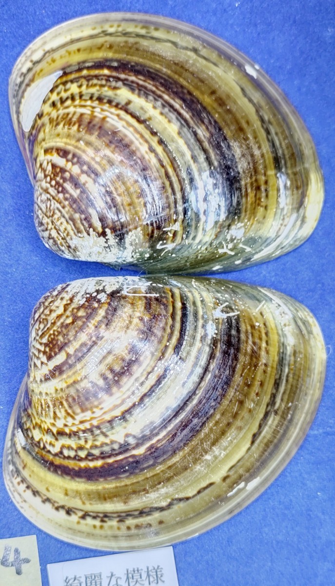 蛤　YS−240102-4　80mm×4個　綺麗な模様　江戸前　ハマグリ　貝殻　標本　材料_画像4