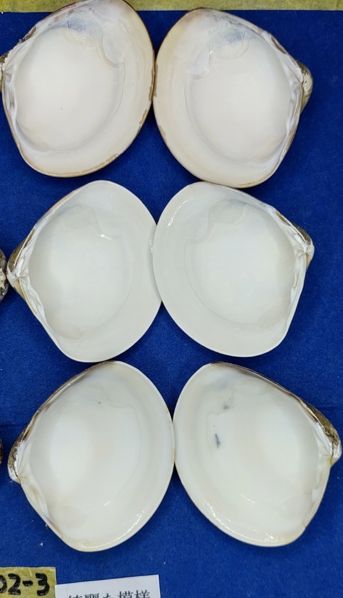 蛤　YS−240102-3　50mm×10個　綺麗な模様　江戸前　ハマグリ　貝殻　標本　材料_画像9