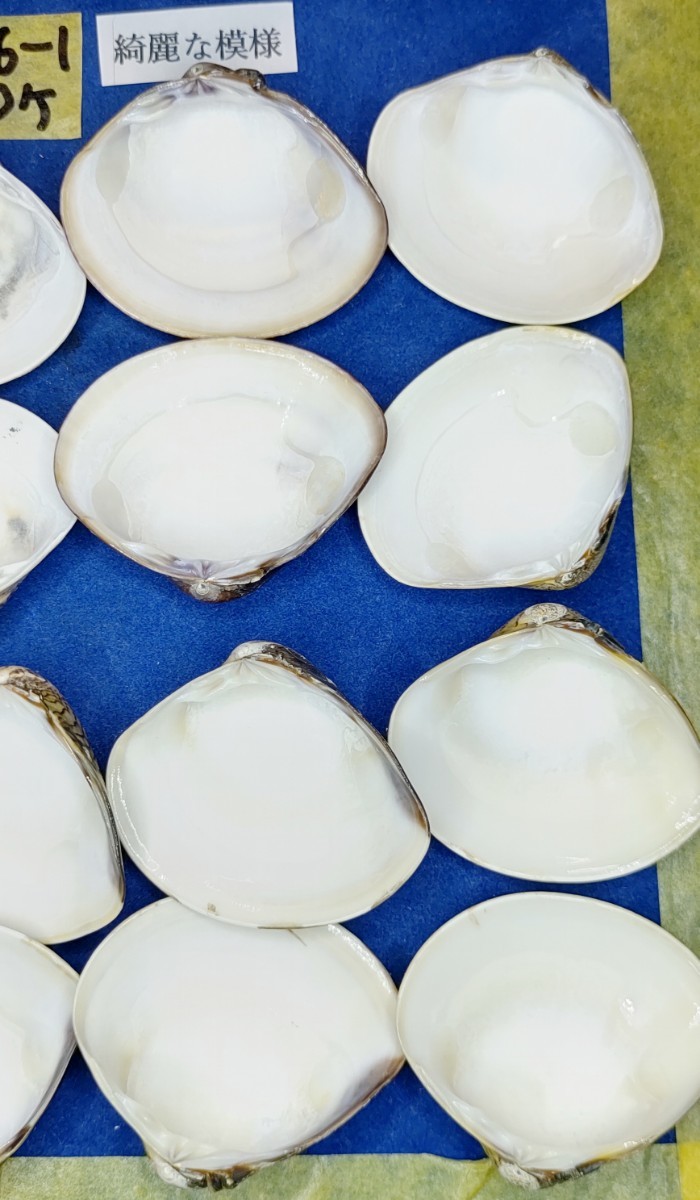 蛤　YS−240106-1　40mm×20個　綺麗な模様　江戸前　ハマグリ　貝殻　標本　材料_画像10