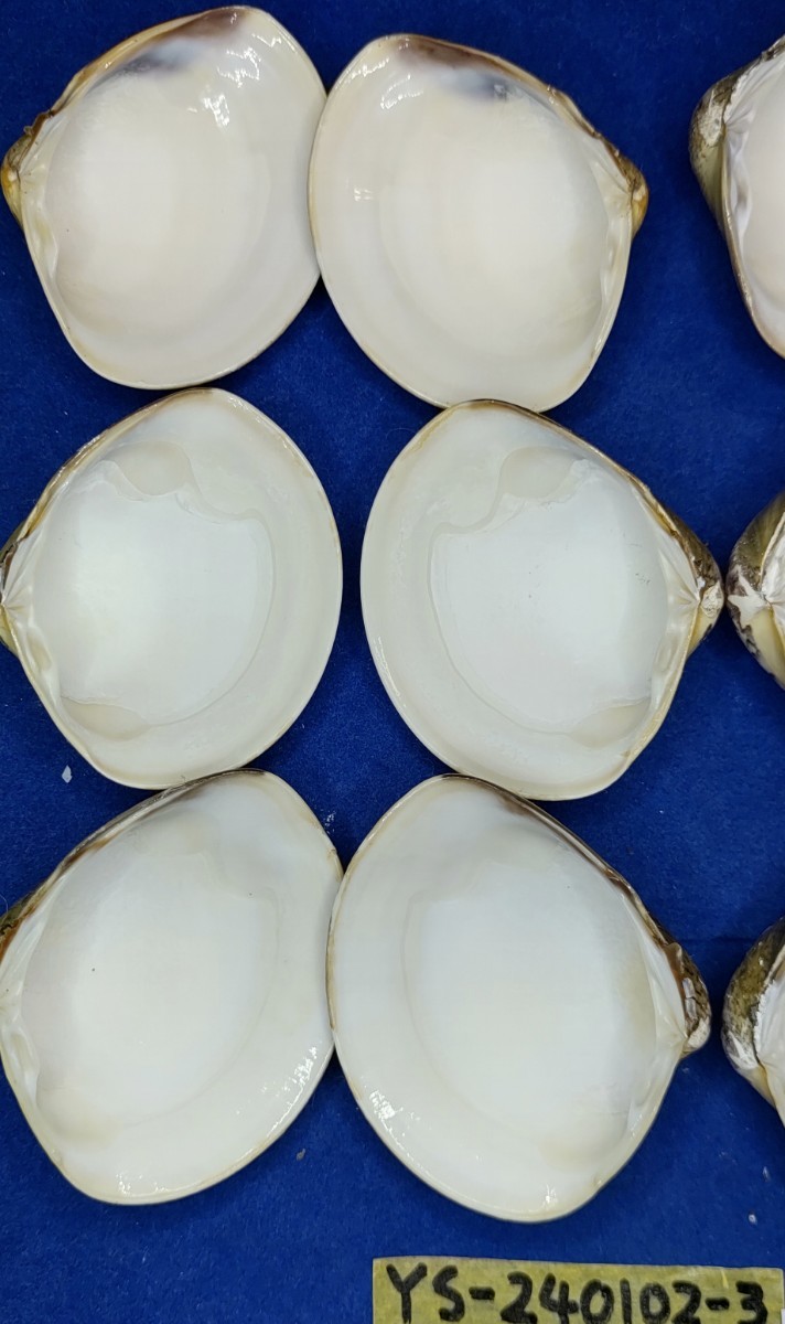 蛤　YS−240102-3　50mm×10個　綺麗な模様　江戸前　ハマグリ　貝殻　標本　材料_画像8