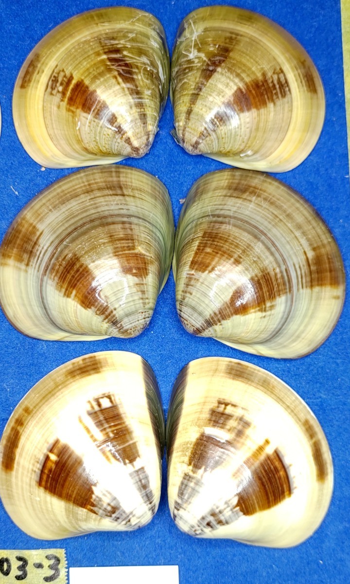 蛤　YS−240103-3　55mm×10個　綺麗な模様　江戸前　ハマグリ　貝殻　標本　材料_画像4