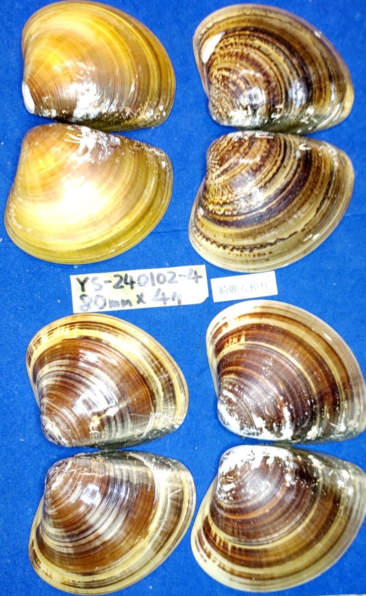 蛤　YS−240102-4　80mm×4個　綺麗な模様　江戸前　ハマグリ　貝殻　標本　材料_画像1