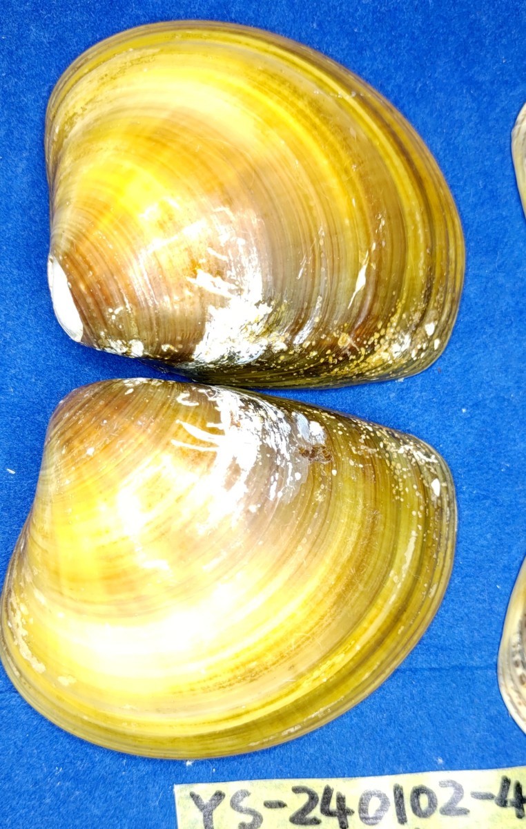 蛤　YS−240102-4　80mm×4個　綺麗な模様　江戸前　ハマグリ　貝殻　標本　材料_画像3