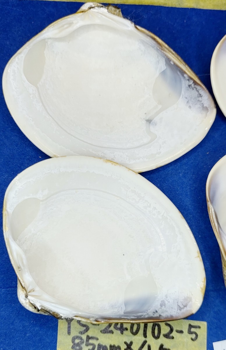 蛤　YS−240102-5　85mm×4個　綺麗な模様　江戸前　ハマグリ　貝殻　標本　材料_画像8