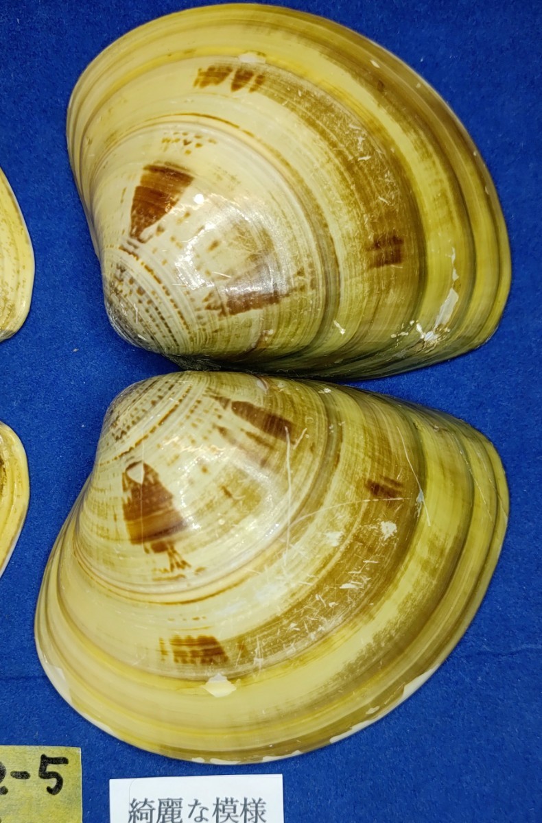 蛤　YS−240102-5　85mm×4個　綺麗な模様　江戸前　ハマグリ　貝殻　標本　材料_画像4