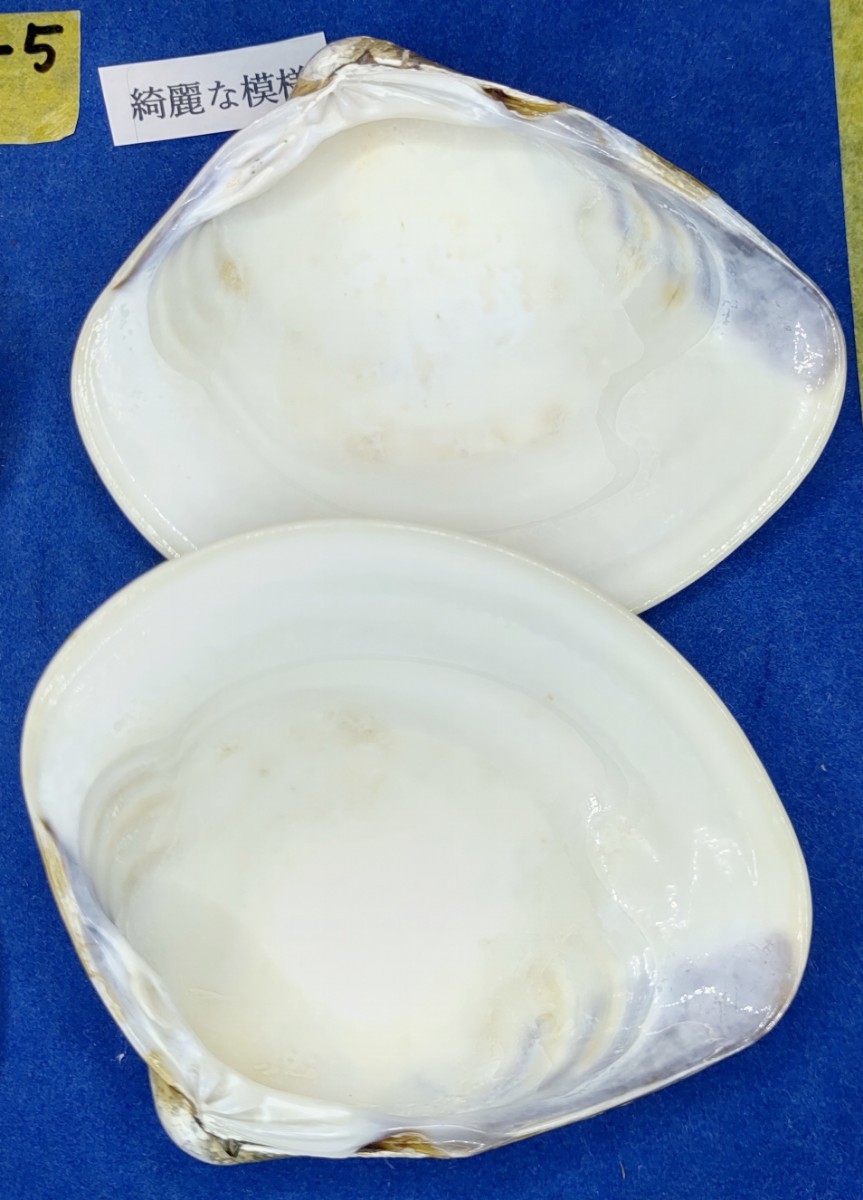 蛤　YS−240102-5　85mm×4個　綺麗な模様　江戸前　ハマグリ　貝殻　標本　材料_画像10