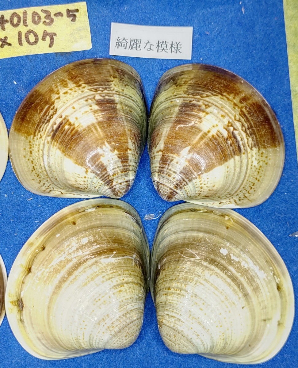蛤　YS−240103-5　55mm×10個　綺麗な模様　江戸前　ハマグリ　貝殻　標本　材料_画像5