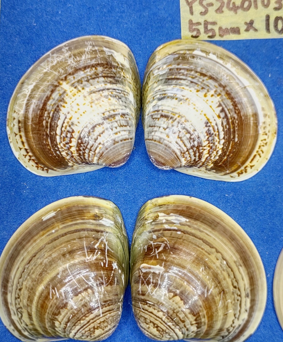 蛤　YS−240103-3　55mm×10個　綺麗な模様　江戸前　ハマグリ　貝殻　標本　材料_画像2