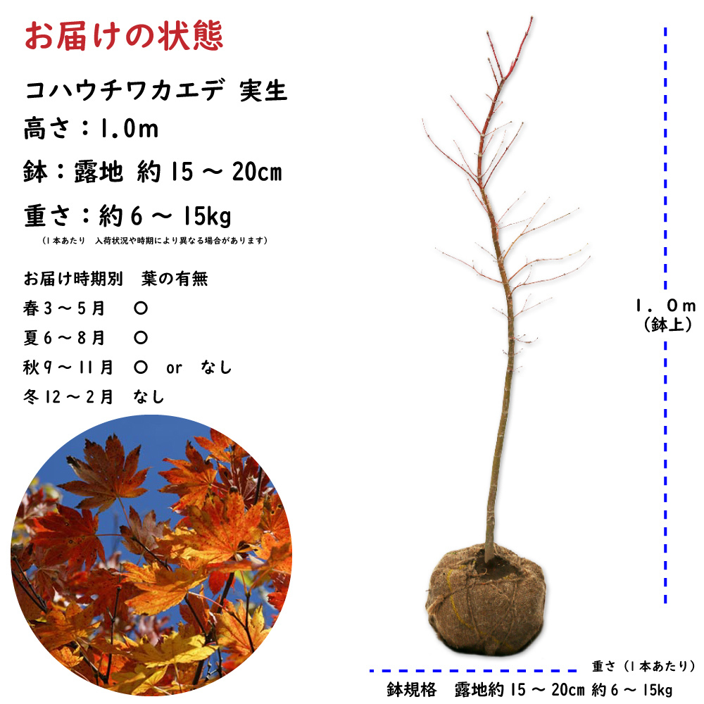 コハウチワカエデ 実生 単木 1m 露地 2本 苗_画像2